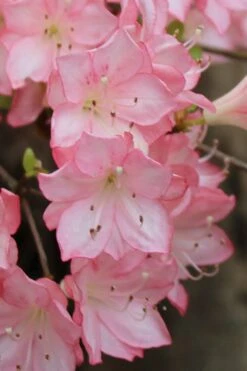 Amy Azalea - 3 Gallon Pot -Foxtail Plant Shop azalea amy 9