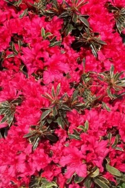 Arctic Rose Azalea - 3 Gallon Pot -Foxtail Plant Shop azalea arctic rose 3