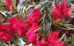 Arctic Rose Azalea - 3 Gallon Pot -Foxtail Plant Shop azalea arctic rose 4