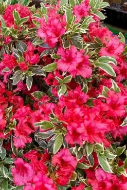 Arctic Rose Azalea - 3 Gallon Pot -Foxtail Plant Shop azalea arctic rose 5
