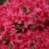 Arctic Rose Azalea - 3 Gallon Pot -Foxtail Plant Shop azalea arctic rose 6
