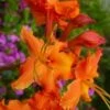 Red Pepper Aromi Azalea (Rhododendron Hybrid) - 3 Gallon Pot -Foxtail Plant Shop azalea aromi red pepper 1