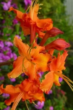 Red Pepper Aromi Azalea (Rhododendron Hybrid) - 1 Gallon Pot -Foxtail Plant Shop azalea aromi red pepper