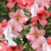 Astronaut Azalea - 2.5 Quart Pot -Foxtail Plant Shop azalea astronaut 1