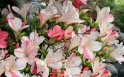 Astronaut Azalea - 1 Gallon Pot -Foxtail Plant Shop azalea astronaut 3 1