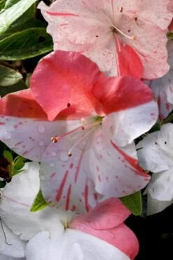 Astronaut Azalea - 2.5 Quart Pot -Foxtail Plant Shop azalea astronaut 4