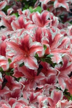 Ben Morrison Azalea - 2 Gallon Pot -Foxtail Plant Shop azalea ben morrison 1 1