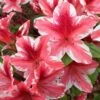 Ben Morrison Azalea - 2 Gallon Pot -Foxtail Plant Shop azalea ben morrison 2 1