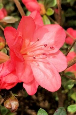 Blaauw's Pink Azalea - 3 Gallon Pot -Foxtail Plant Shop azalea blaauws pink 10