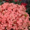Blaauw's Pink Azalea - 3 Gallon Pot -Foxtail Plant Shop azalea blaauws pink 11