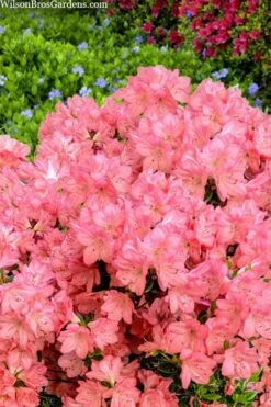 Blaauw's Pink Azalea - 3 Gallon Pot -Foxtail Plant Shop azalea blaauws pink 4