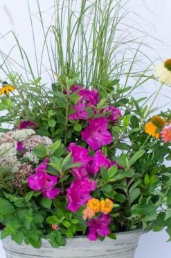 Echo Bloom 'N Again Azalea - 2 Gallon Pot 11 Echo Bloom 'N Again Azalea - 2 Gallon Pot -Foxtail Plant Shop azalea bloom n again augusta echo 4