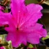 Echo Bloom 'N Again Azalea - 2 Gallon Pot -Foxtail Plant Shop azalea bloom n again augusta echo 6