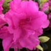 Lavender Twist Bloom 'N Again Azalea - 2 Gallon Pot -Foxtail Plant Shop azalea bloom n again lavender twist 1