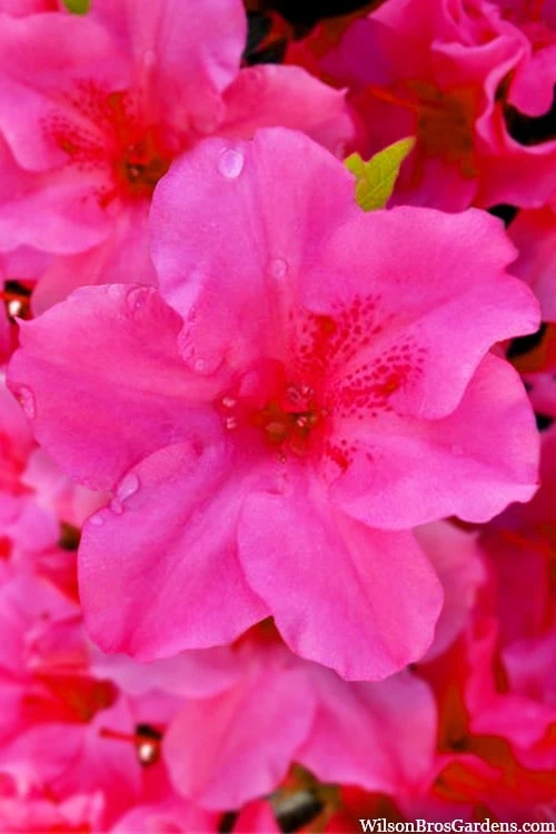 Pink Explosion Bloom 'N Again Azalea - 2 Gallon Pot 1 Pink Explosion Bloom 'N Again Azalea - 2 Gallon Pot