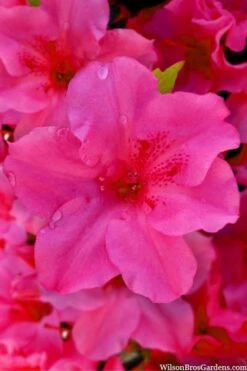 Pink Explosion Bloom 'N Again Azalea - 2 Gallon Pot 9 Pink Explosion Bloom 'N Again Azalea - 2 Gallon Pot -Foxtail Plant Shop azalea bloom n again pink explosion 12