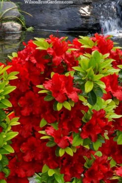 Buccaneer Red Azalea (Glenn Dale Hydrid) - 2 Gallon Pot -Foxtail Plant Shop azalea buccaneer 2