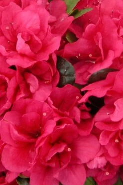 Canzonetta Azalea - 1 Gallon Pot -Foxtail Plant Shop azalea canzonetta 500x750 1