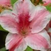 Lady Cavendish Azalea - 3 Gallon Pot 11 Lady Cavendish Azalea - 3 Gallon Pot -Foxtail Plant Shop azalea cavendish 1