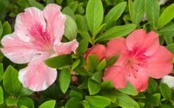 Lady Cavendish Azalea - 1 Gallon Pot 9 Lady Cavendish Azalea - 1 Gallon Pot -Foxtail Plant Shop azalea cavendish 2 1