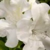 Autumn Ivory Encore Azalea - 1 Gallon Pot -Foxtail Plant Shop azalea encore autumn ivory 2