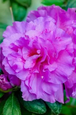 Autumn Majesty Encore Azalea - 3 Gallon Pot 10 Autumn Majesty Encore Azalea - 3 Gallon Pot -Foxtail Plant Shop azalea encore autumn majesty 12 1