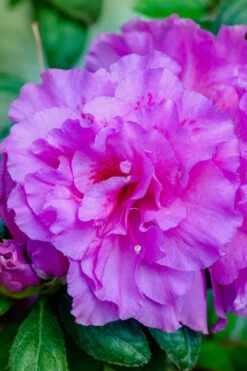 Autumn Majesty Encore Azalea - 2 Gallon Pot -Foxtail Plant Shop azalea encore autumn majesty 12 2