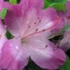 Fawn Azalea - 2 Gallon Pot -Foxtail Plant Shop azalea fawn 1