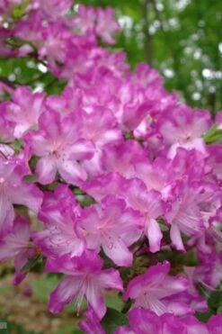 Fawn Azalea - 2 Gallon Pot -Foxtail Plant Shop azalea fawn 6