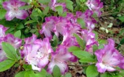 Fawn Azalea - 2 Gallon Pot -Foxtail Plant Shop azalea fawn 7