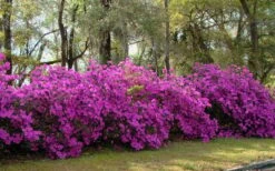 Formosa Southern Indica Azalea - 7 Gallon Pot -Foxtail Plant Shop azalea formosa hedge 1