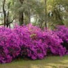 Formosa Southern Indica Azalea - 1 Gallon Pot -Foxtail Plant Shop azalea formosa hedge