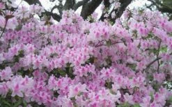 George L. Taber Southern Indica Azalea - 3 Gallon Pot -Foxtail Plant Shop azalea george taber 10