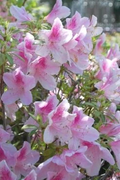George L. Taber Southern Indica Azalea - 3 Gallon Pot -Foxtail Plant Shop azalea george taber 11