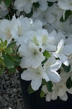 Girard's Pleasant White Azalea - 1 Gallon Pot 13 Girard's Pleasant White Azalea - 1 Gallon Pot -Foxtail Plant Shop azalea girards pleasant white 22