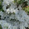 Girard's Pleasant White Azalea - 1 Gallon Pot -Foxtail Plant Shop azalea girards pleasant white 23