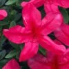 Gloria Deep Pink Sawada Azalea - 1 Gallon Pot -Foxtail Plant Shop azalea gloria deep pink sawada 1 1