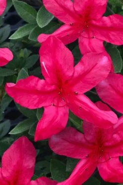 Gloria Deep Pink Sawada Azalea - 6 Pack Of 1 Gallon Pots