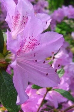 Gulf Pride Fragrant Southern Indica Azalea - 1 Gallon Pot -Foxtail Plant Shop azalea gulf pride 2