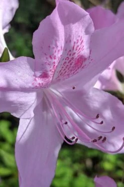 Gulf Pride Fragrant Southern Indica Azalea - 6 Pack Of 1 Gallon Pots -Foxtail Plant Shop azalea gulf pride 5 1