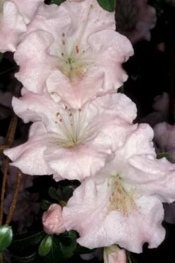 Gwenda Azalea (Robin Hill Hybrid) - 6 Pack Of 1 Gallon Pots 9 Gwenda Azalea (Robin Hill Hybrid) - 6 Pack Of 1 Gallon Pots -Foxtail Plant Shop azalea gwenda 6 1