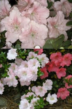 Gwenda Azalea (Robin Hill Hybrid) - 6 Pack Of 1 Gallon Pots 8 Gwenda Azalea (Robin Hill Hybrid) - 6 Pack Of 1 Gallon Pots -Foxtail Plant Shop azalea gwenda 7 1