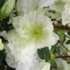 Helen Curtis Azalea - 3 Gallon Pot -Foxtail Plant Shop azalea helen curtis 4