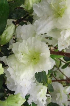 Helen Curtis Azalea - 3 Gallon Pot -Foxtail Plant Shop azalea helen curtis 7