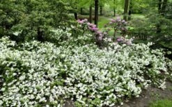 Helen Curtis Azalea - 3 Gallon Pot -Foxtail Plant Shop azalea helen curtis 9