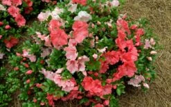 Hilda Niblett Azalea - 2 Gallon Pot -Foxtail Plant Shop azalea hilda niblet flowers