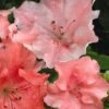 Hilda Niblett Azalea - 2 Gallon Pot -Foxtail Plant Shop azalea hilda niblett 11