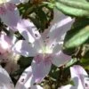 Lilacina Southern Indica Azalea - 3 Gallon Pot -Foxtail Plant Shop azalea indica lilacina 5