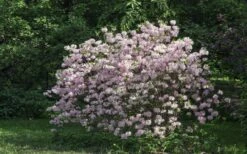 Lilacina Southern Indica Azalea - 3 Gallon Pot -Foxtail Plant Shop azalea indica lilacina 6