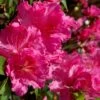 Michaele Lux Azalea - 1 Gallon Pot -Foxtail Plant Shop azalea michaele lux 1